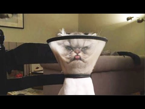 Funniest Animals ? - Best Of The 2020 Funny Animal Videos ? - Cutest Animals Ever