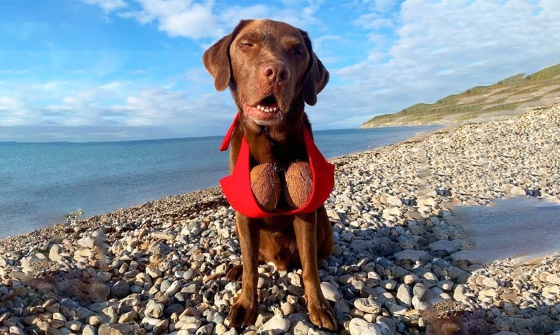 Funniest Animals ? - Best Of The 2020 Funny Animal Videos ? - Cutest Animals Ever