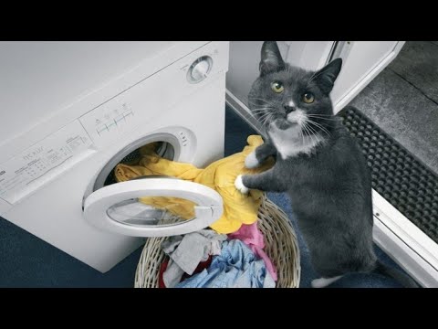 Funniest Animals ? - Awesome Funny Animals' Life Videos ? - Cutest Animals Ever