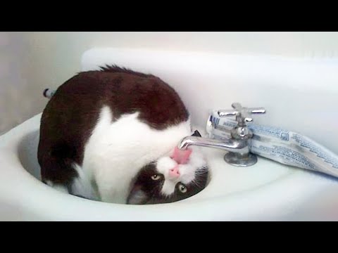 Funniest Animals ? - Awesome Funny Animals' Life Videos ? - Cutest Animals Ever