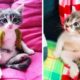 ? Cute Kittens Doing Funny Things 2020 ? #4  Cutest Cats
