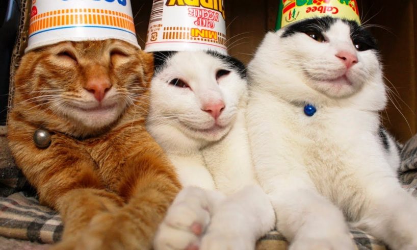 Funniest Animals ? - Awesome Funny Animals' Life Videos ? - Cutest Animals Ever