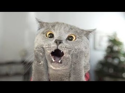 Funniest Animals ? - Best Of The 2020 Funny Animal Videos ? - Cutest Animals Ever