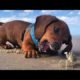 Funniest Animals ? - Awesome Funny Animals' Life Videos ? - Cutest Animals Ever