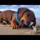 Funniest Animals ? - Awesome Funny Animals' Life Videos ? - Cutest Animals Ever
