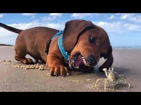 Funniest Animals ? - Awesome Funny Animals' Life Videos ? - Cutest Animals Ever