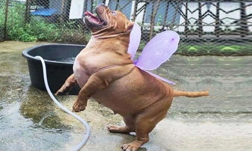 Funniest Animals ? - Best Of The 2020 Funny Animal Videos ? - Cutest Animals Ever