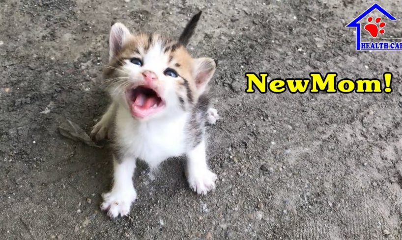2 Cutest kittens have a new chance to live – We found a new mom for 2 baby kittens
