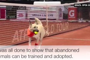 2016 Brazil Open Tennis Tournament Uses "Ball Dogs" to Promote Animal Adoption