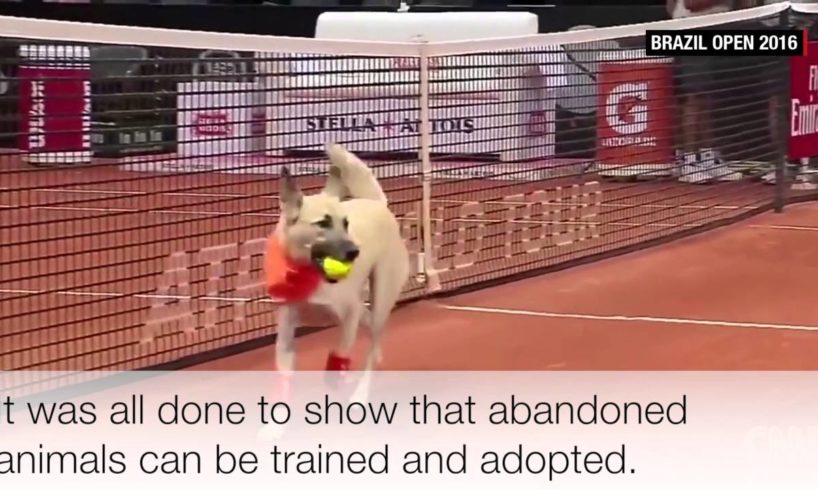 2016 Brazil Open Tennis Tournament Uses "Ball Dogs" to Promote Animal Adoption