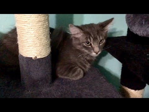 Absolute CUTEST Kittens Running And Playing Everywhere & Feral Kittens Hiding