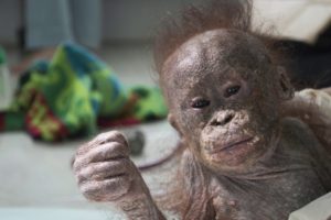 Adopt An Orphaned Orangutan Today
