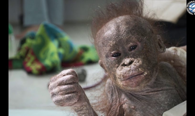 Adopt An Orphaned Orangutan Today