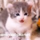 Adorable American Curl Kittens Explore Their Home | Too Cute!