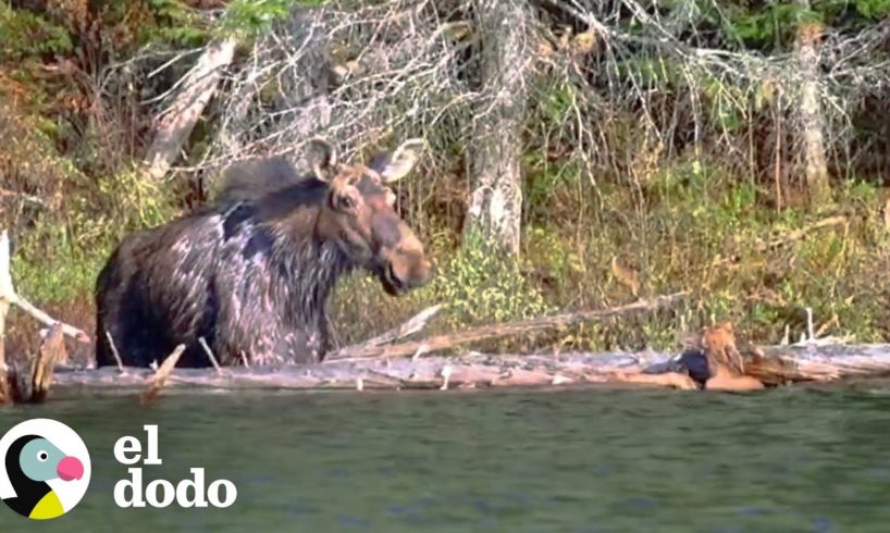 Alce hace todo lo posible por salvar a su bebé | El Dodo