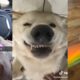Are These the Cutest Pets on Tiktok?