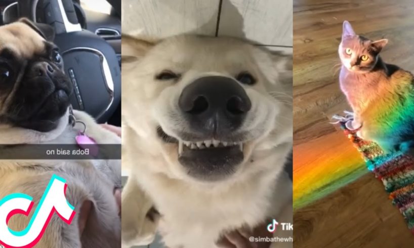 Are These the Cutest Pets on Tiktok?