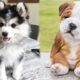 Baby Dogs - Cute and Funny Dog Videos Compilation #3 | Cutest Puppy City