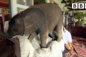 Baby elephant causes havoc at home - BBC