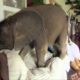 Baby elephant causes havoc at home - BBC