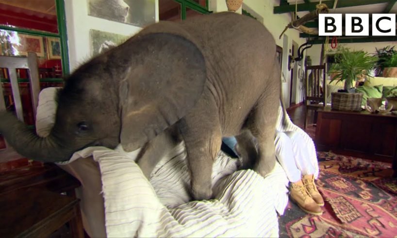 Baby elephant causes havoc at home - BBC