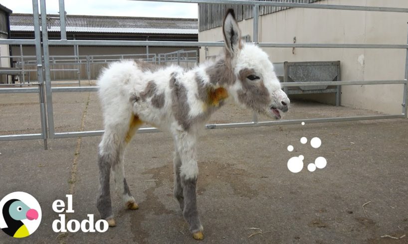 Burrito huérfano llora hasta encontrar una nueva mamá | El Dodo