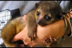 CUTEST Exotic Pets You Can Legally Own