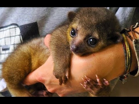 CUTEST Exotic Pets You Can Legally Own