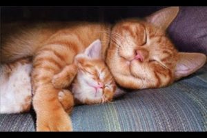 CUTEST FAMILY CAT VIDEOS  -  Happy Mom Cats Loving Cute Kittens Compilation