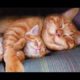 CUTEST FAMILY CAT VIDEOS  -  Happy Mom Cats Loving Cute Kittens Compilation
