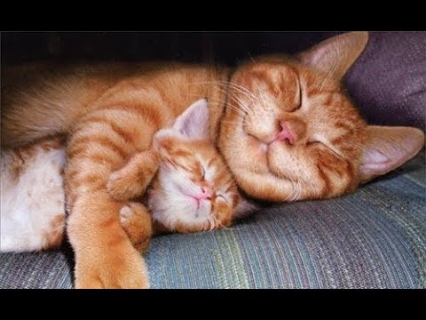 CUTEST FAMILY CAT VIDEOS  -  Happy Mom Cats Loving Cute Kittens Compilation