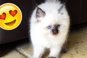 CUTEST KITTEN EVER!!