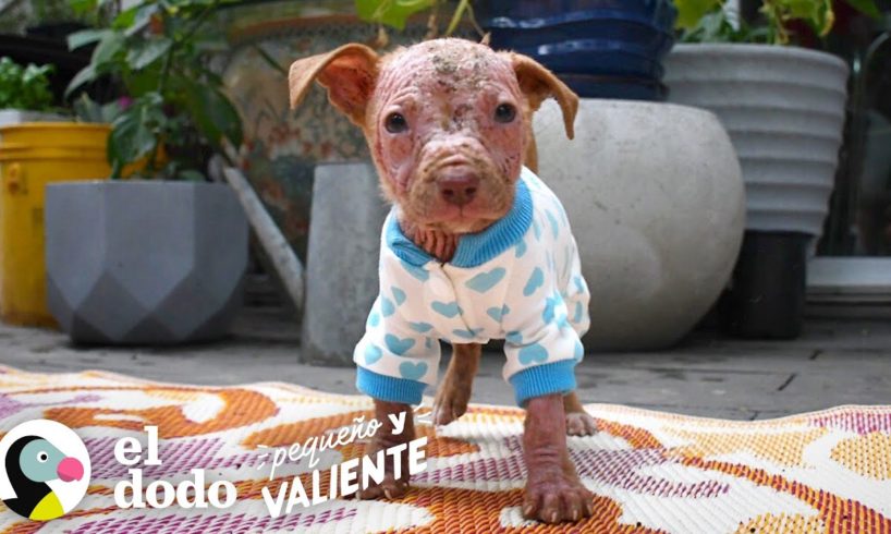 Cachorro pequeño y pelado crece hasta tener el pelo más bonito de todos I Pequeño y Valiente El Dodo