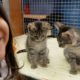 Carly goes to pet store in the mall "Cutest kitten video ever"