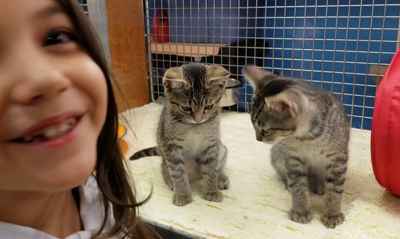 Carly goes to pet store in the mall "Cutest kitten video ever"