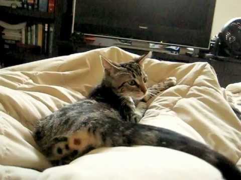 Cat Chasing Tail - The Cutest Kitten Playing