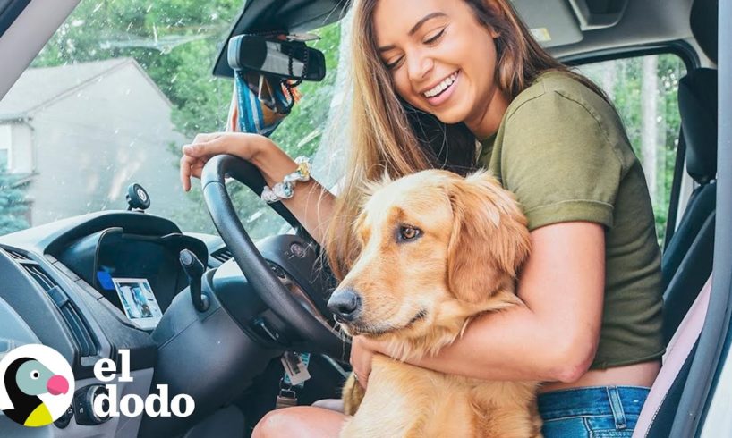 Cómo vivir en una camioneta con tus perros | El Dodo