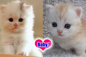 ❤️ Cute Baby Kittens ❤️ Cutest Kittens in the world Compilation 2020 - Viral Cute Animals