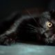 Cute Black Kittens Compilation - Cutest Video!