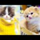 ? Cute Kittens Doing Funny Things 2020 ? #11 Cutest Cats