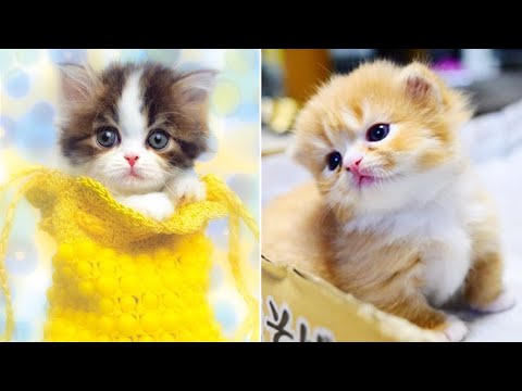 ? Cute Kittens Doing Funny Things 2020 ? #11 Cutest Cats