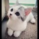 Cute Kittens videos - Cute KITTEN Compilation 2018