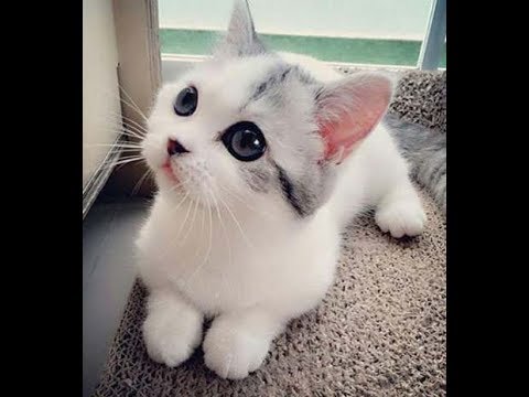 Cute Kittens videos - Cute KITTEN Compilation 2018