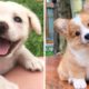 ? Cute Puppies Doing Funny Things 2020 ? #3 Cutest dogs