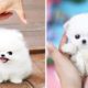 ?Cute Puppies Doing Funny Things 2020 ? #9 Cute Animals