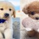 Cute baby animal Videos Compilation cutest moment of the animals - Cutest Puppies #12