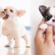 Cute baby animals Videos Compilation cutest moment of the animals - Cutest Puppies #14