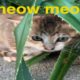 Cute cat video (cutest kitten on the beach)