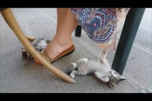 Cute kitten playing with my skirt | Cutest kitten video ever