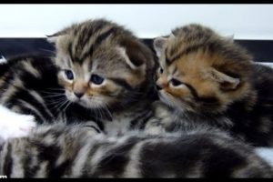 Cutest Cat Moments. Fluffy cutest kittens ever - angels